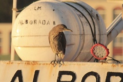 Nycticorax nycticorax