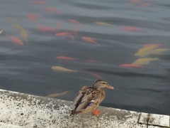 Anas platyrhynchos