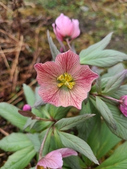 Helleborus thibetanus