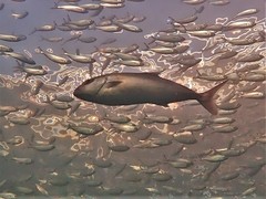 Seriola hippos
