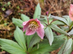 Helleborus thibetanus