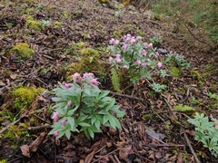 Helleborus thibetanus