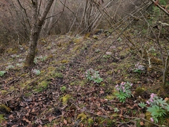 Helleborus thibetanus