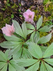 Helleborus thibetanus
