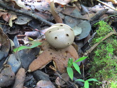 Myriostoma coliforme