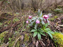 Helleborus thibetanus