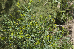 Euphorbia esula tommasiniana