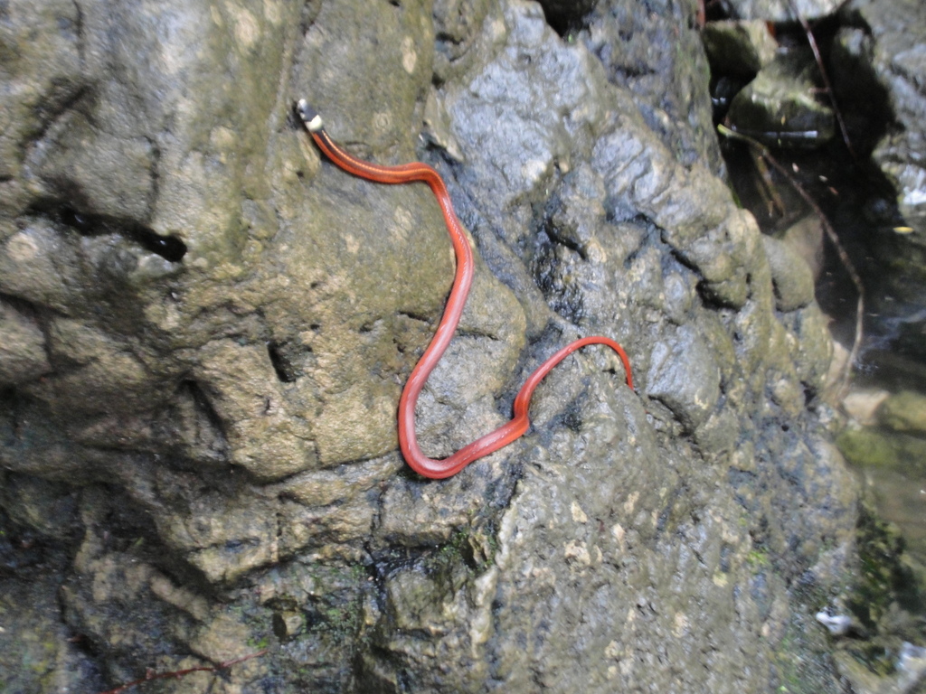 Culebra cabeza negra (Anfibios y Reptiles de la Sierra de Zapalinamé