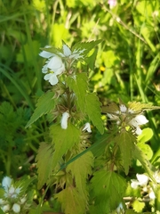 Lamium moschatum