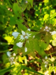 Lamium moschatum