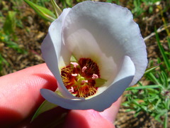 Calochortus catalinae