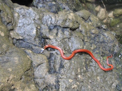 Photo of a Red Black-headed Snake (Tantilla rubra)
