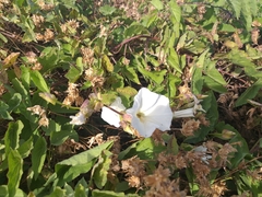 Calystegia macrostegia macrostegia
