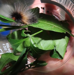 Allophylus natalensis