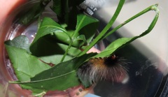 Allophylus natalensis