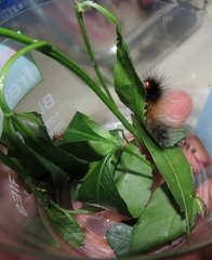 Allophylus natalensis