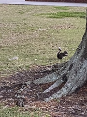 Sciurus carolinensis
