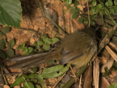 Prinia flaviventris