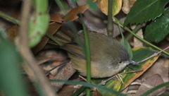 Prinia flaviventris