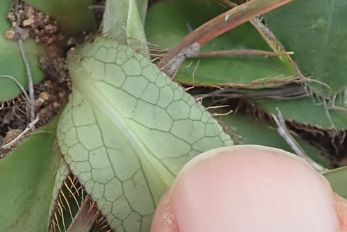 Image of Alepidea natalensis by no rights reserved