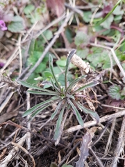 Erysimum crepidifolium
