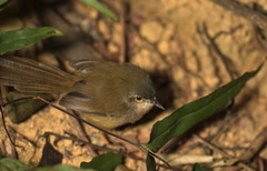 Prinia flaviventris