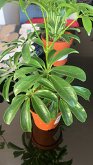Heptapleurum arboricola