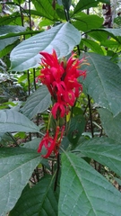 Pachystachys coccinea
