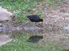 Jacana jacana hypomelaena