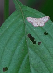 Idaea craspedota