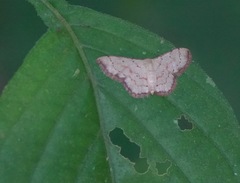 Idaea craspedota
