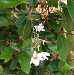 Dendrobium barbatulum