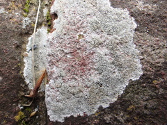 Lecanora campestris