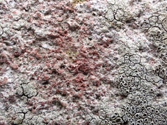Lecanora campestris