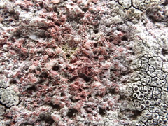 Lecanora campestris