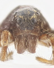 Pardosa saltans