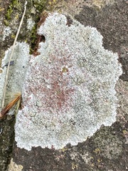 Lecanora campestris
