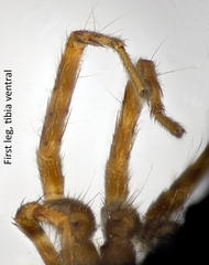 Pardosa saltans