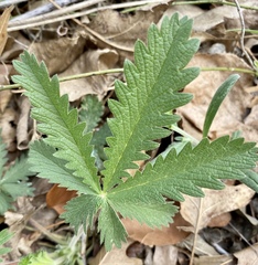 Potentilla recta