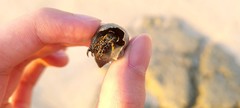 Clibanarius cruentatus