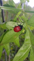 Grammodesma rubroaenea