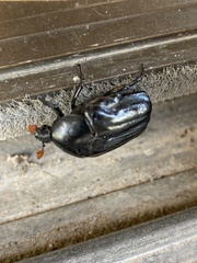 Oplostomus fuligineus