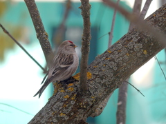 Acanthis flammea