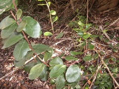 Pterocelastrus tricuspidatus