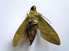 Eumorpha labruscae