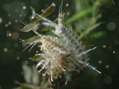 Gammarus tigrinus