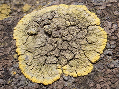 Candelariella medians