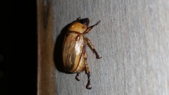 Coleoptera