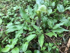 Arisaema japonicum