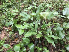 Arisaema japonicum